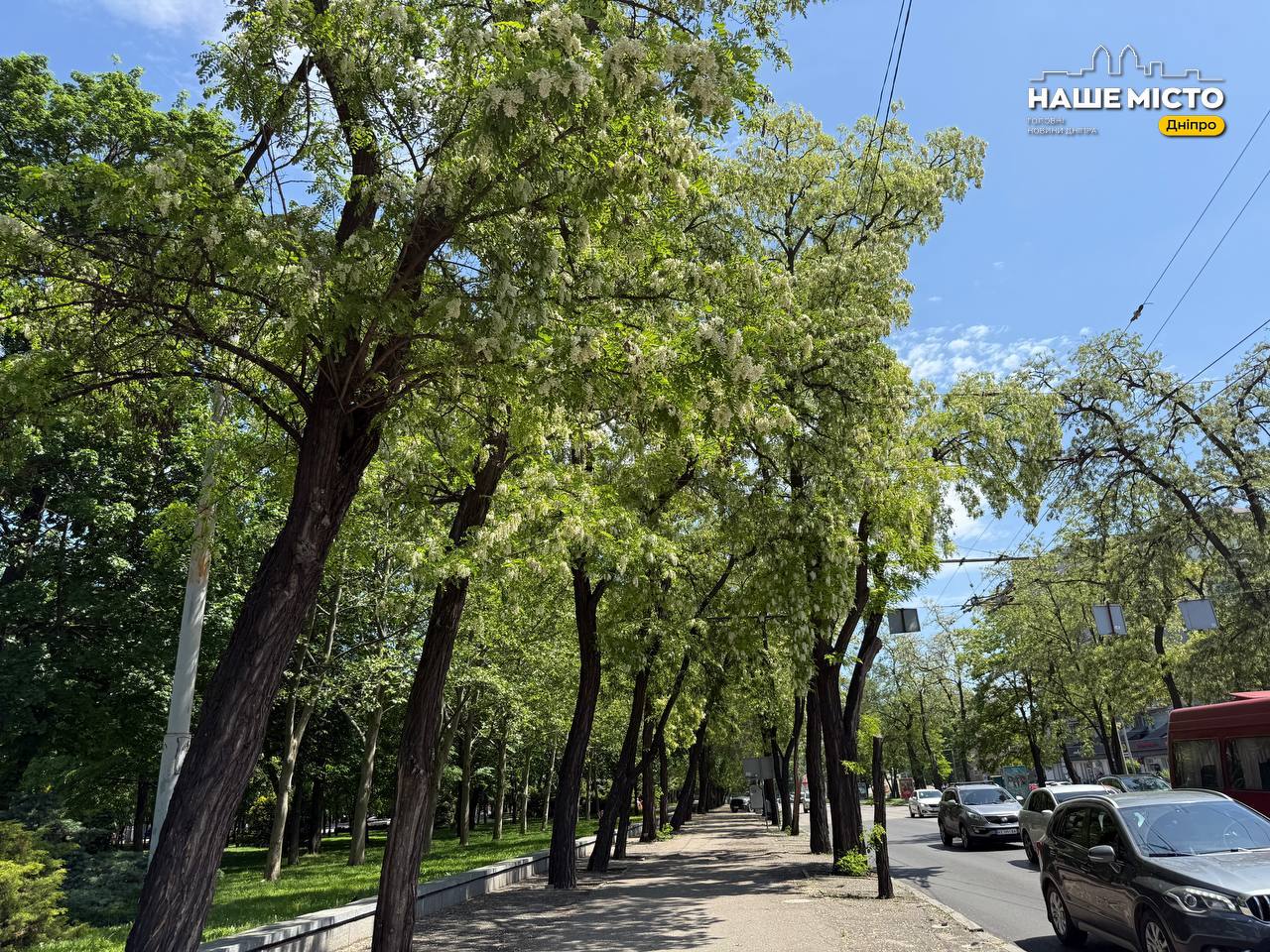 У Дніпрі сезон акації: місто поринуло в ароматне цвітіння