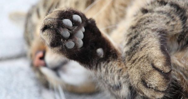 У Дніпрі чоловік у військовій формі викинув кота з 8-го …