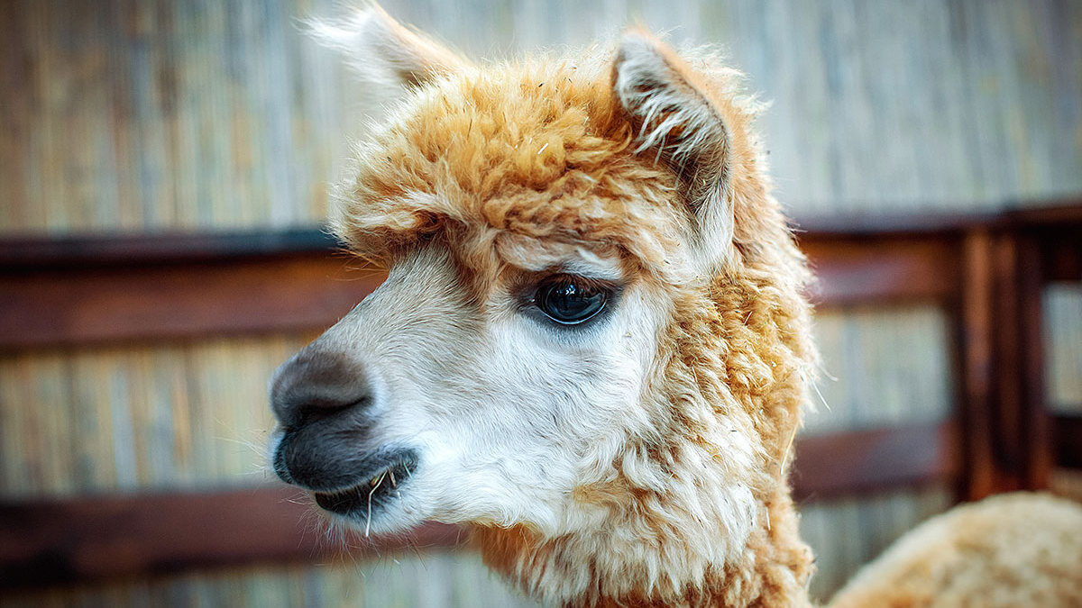 Альпаки та мільйони тюльпанів: під Києвом відкривають нову локацію для …