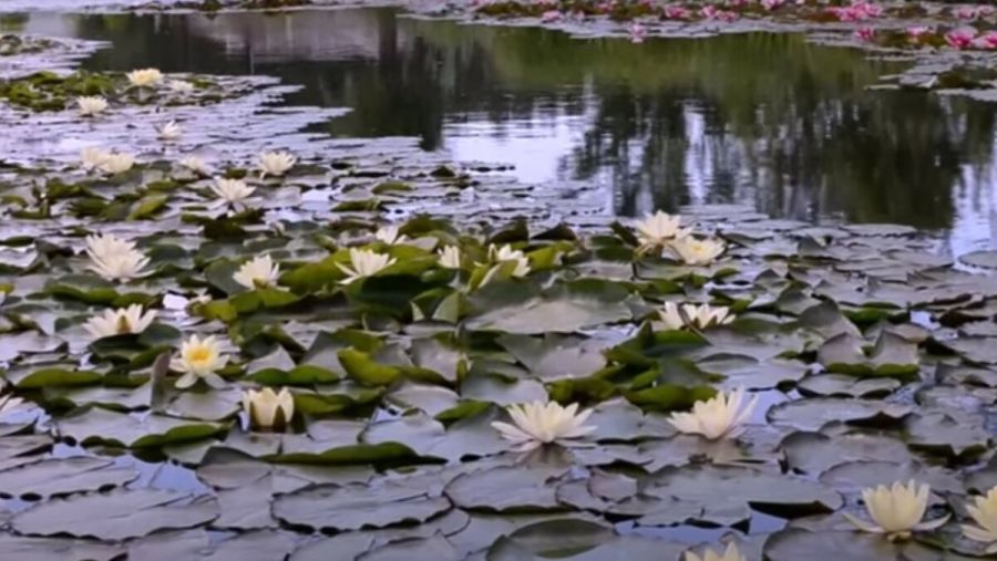 У Завої чоловік незаконно створив ставок на своїй землі і …