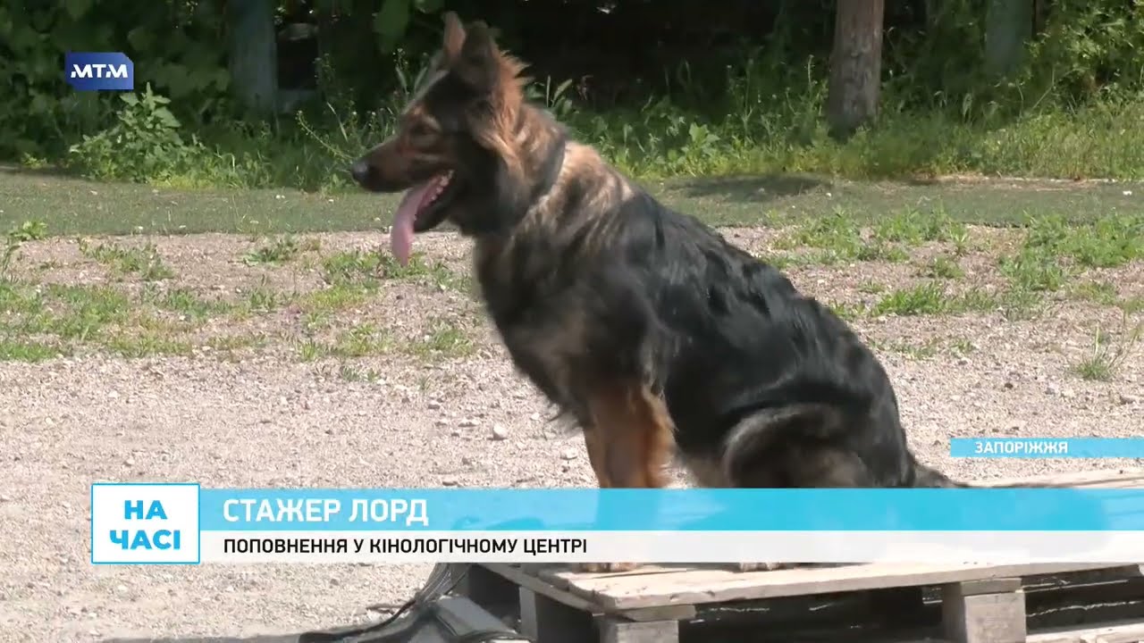 У Запорізькому кінологічному центрі новий песик