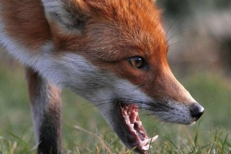 У Запорізькій області проведуть вакцинацію диких тварин від сказу