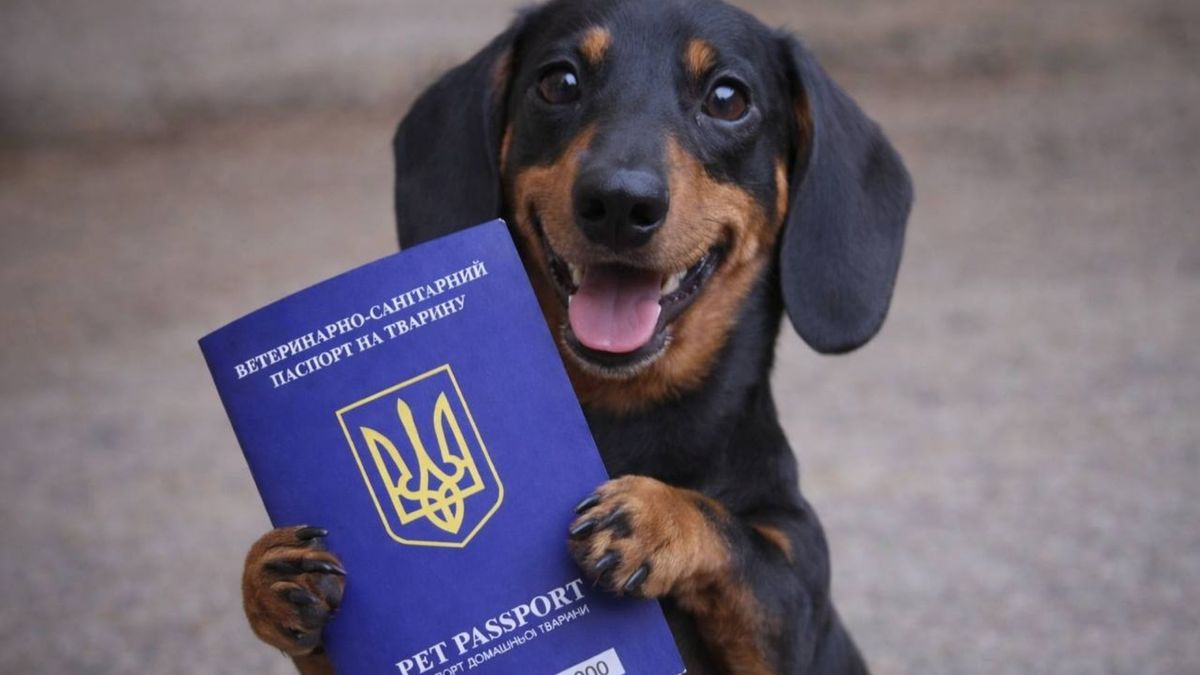 У КМДА пояснили, чому кожен власник обовʼязково має зареєструвати домашнього …