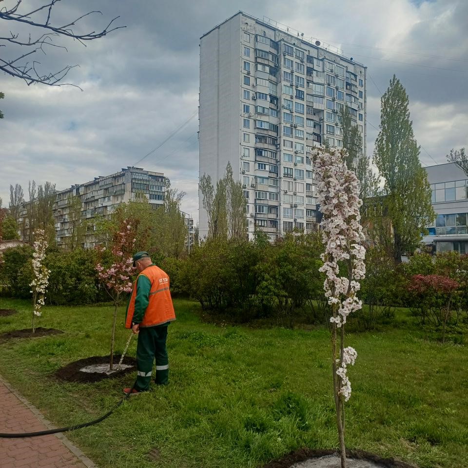 У Києві висадили понад шість сотень дерев у межах глобальної …