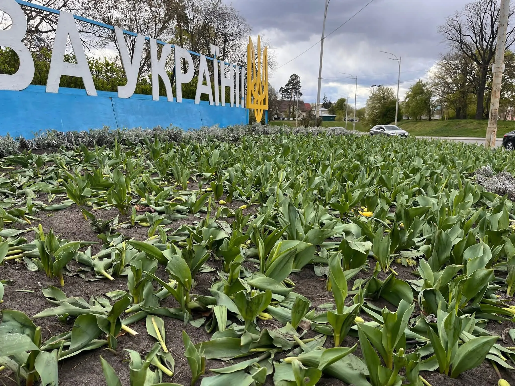 У Києві вночі хтось знищив тисячі тюльпанів, подарованих Нідерландами
