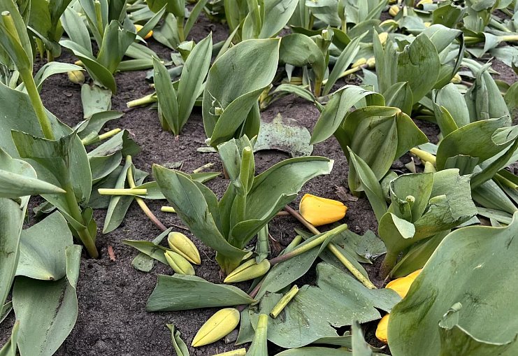 У Києві невідомі знищили одразу кілька тюльпанових клумб