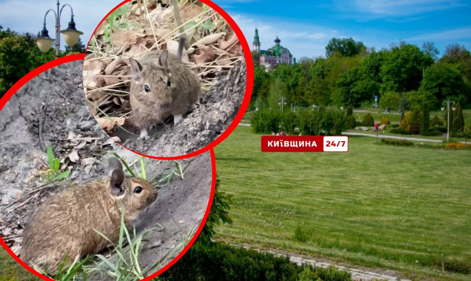 У Києві рятують чилійських білок дегу, яких після гри викинули …