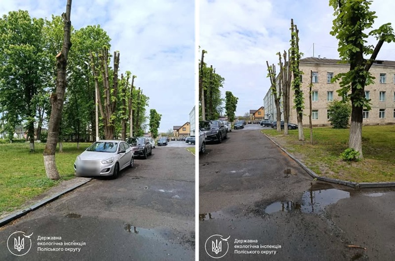 У Костополі на території лікарні по-варварськи обрізали каштани