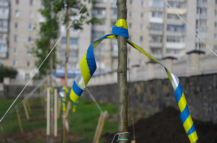 У Кропивницькому чоловік знищив дерево на Алеї Героїв