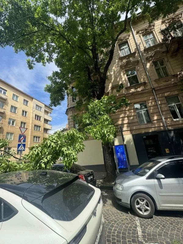 У Львові велика гілка впала на автівку