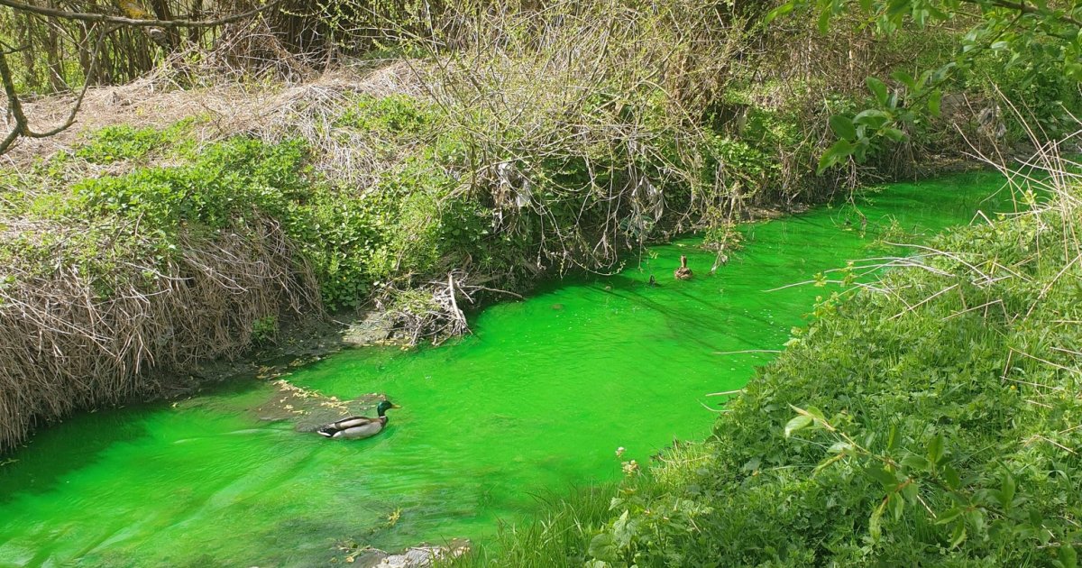 У Львові в річці Зубрі зафіксували забруднення, характерне для каналізаційних …