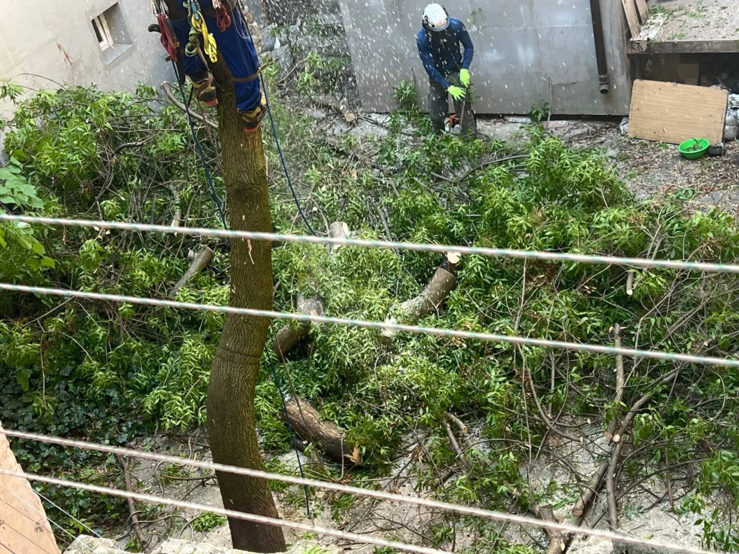 У Львові зрізали здорове дерево (ФОТО)