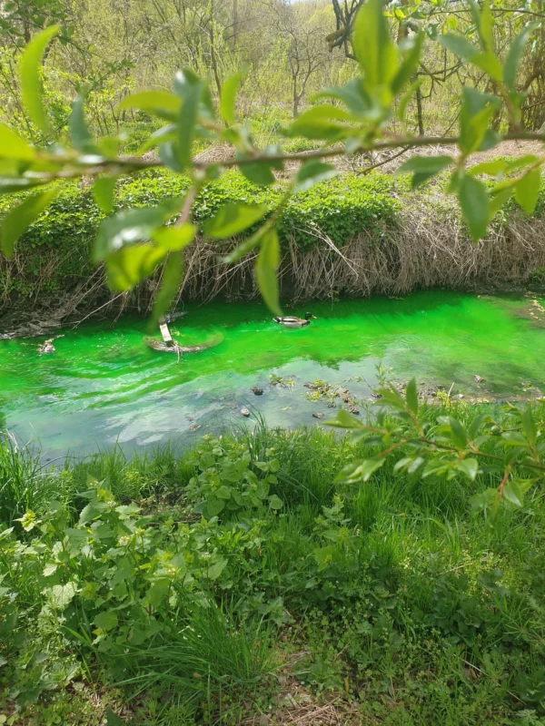 У Львові позеленіла річка (ФОТО, ВІДЕО)