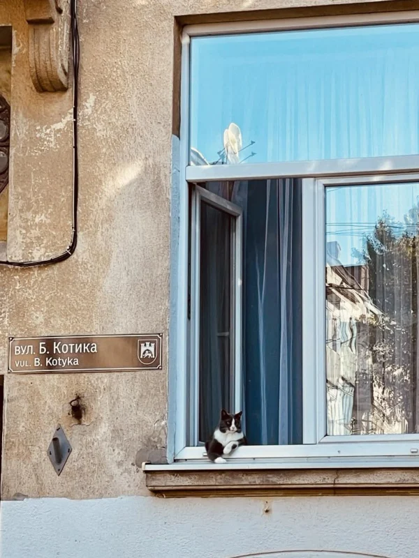 У Львові фотографія кота віруситься у мережі
