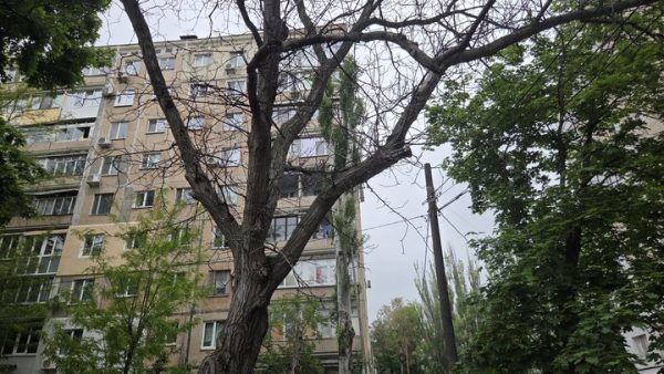 У Миколаєві близько 60 відсотків дерев потребують знесення