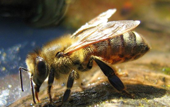 У Миколаєві виявили небезпечну хворобу бджіл