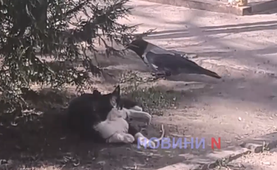 У Миколаєві ворона дражнила кота у дворі - відео гри