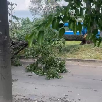 У Миколаєві дерево впало на дорогу та заблокувало проїзд. Фото