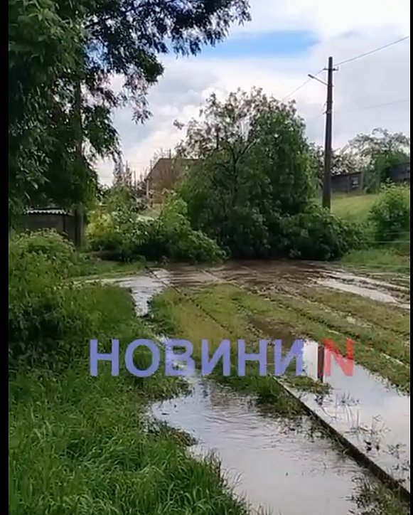У Миколаєві дерево впало на контактну мережу трамвая (відео)