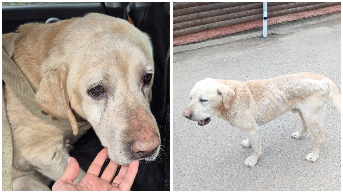 У Переяславі неподалік музею просто неба виявили покинутого лабрадора, який …