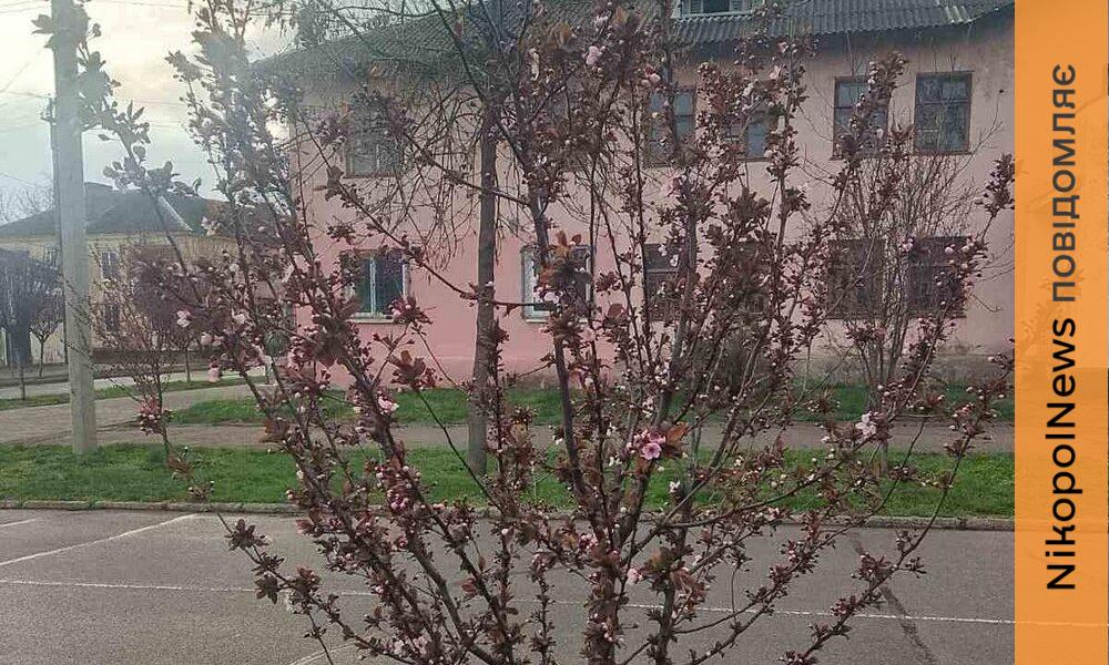 У Покрові вже 15 тисяч зареєстрованих ВПО: як працює соціальна …
