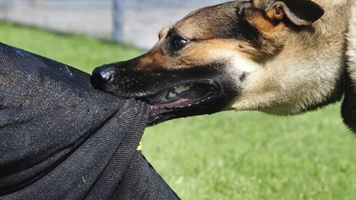 У Полтаві собаки напали на людей у центрі міста: власника …