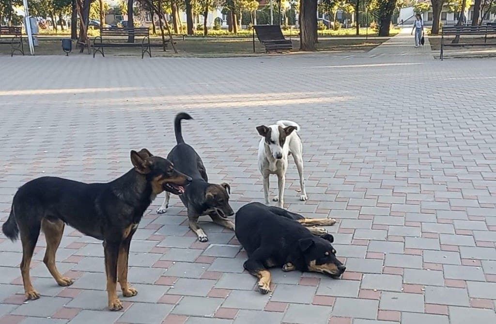 У Рені припиняє роботу єдина служба допомоги тваринам — місто …