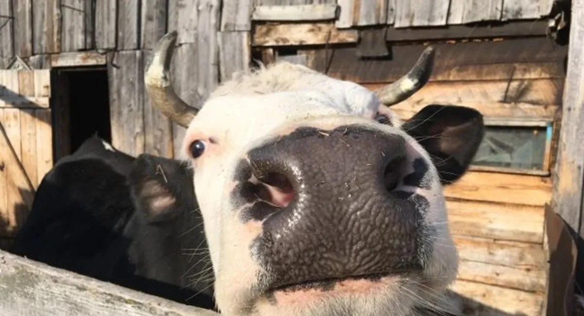 У Рихальському на Житомирщині циркулюють чутки про інфекцію ящура: з’явилась …