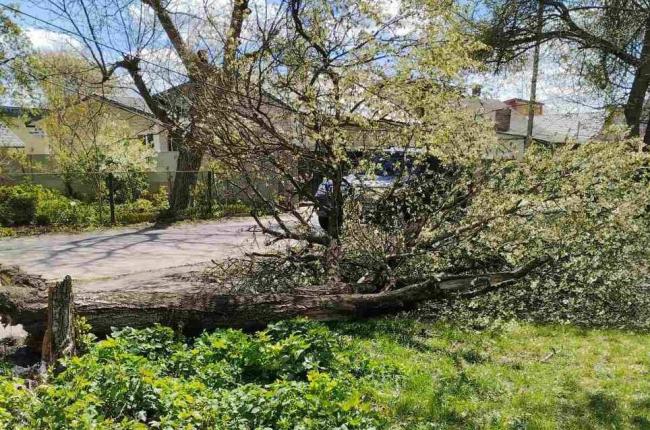 У Рівному прибирають повалені дерева