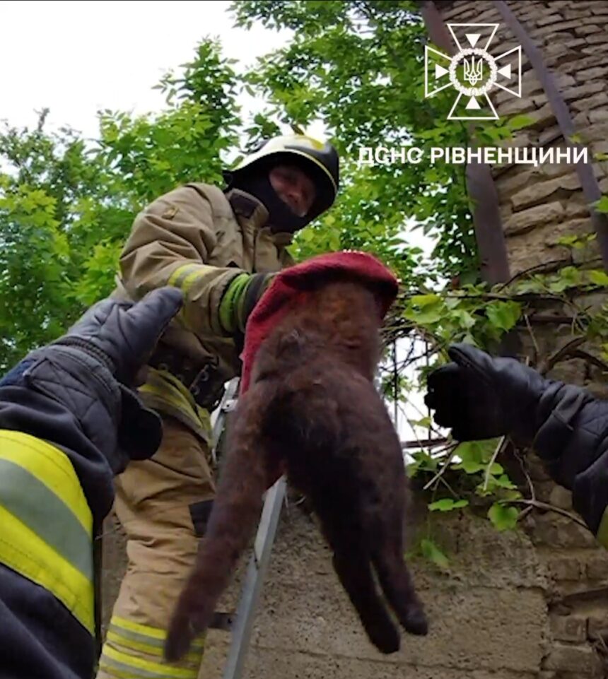 У Рівному рятувальники визволяли травмованого кота з паркану