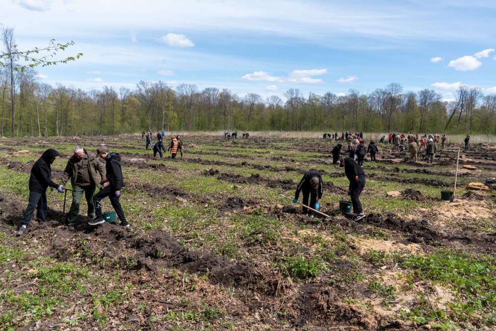 У Скалатському лісництві висадили понад 3,5 тисячі саджанців дуба