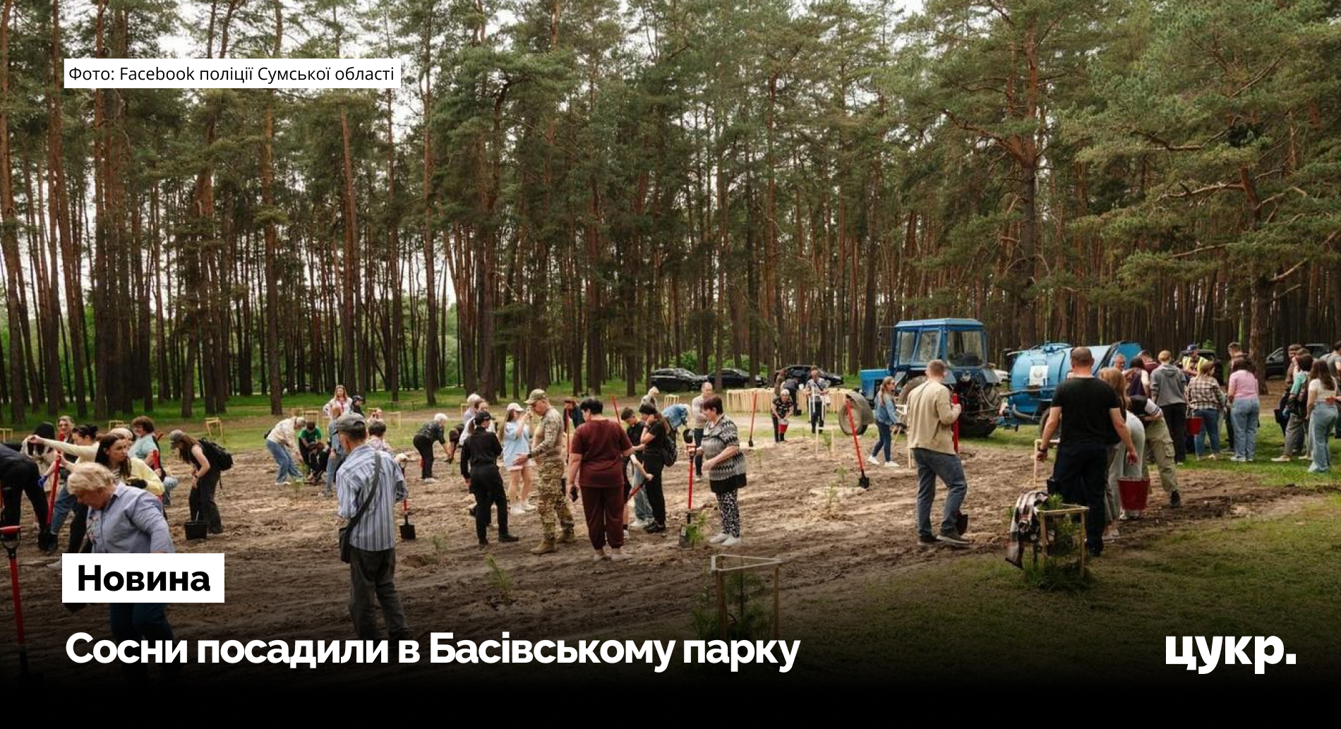 У Сумах висадили соснову алею в пам'ять про загиблих захисників