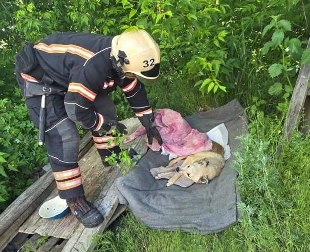 У Харкові під час пожежі на території храму врятували песика