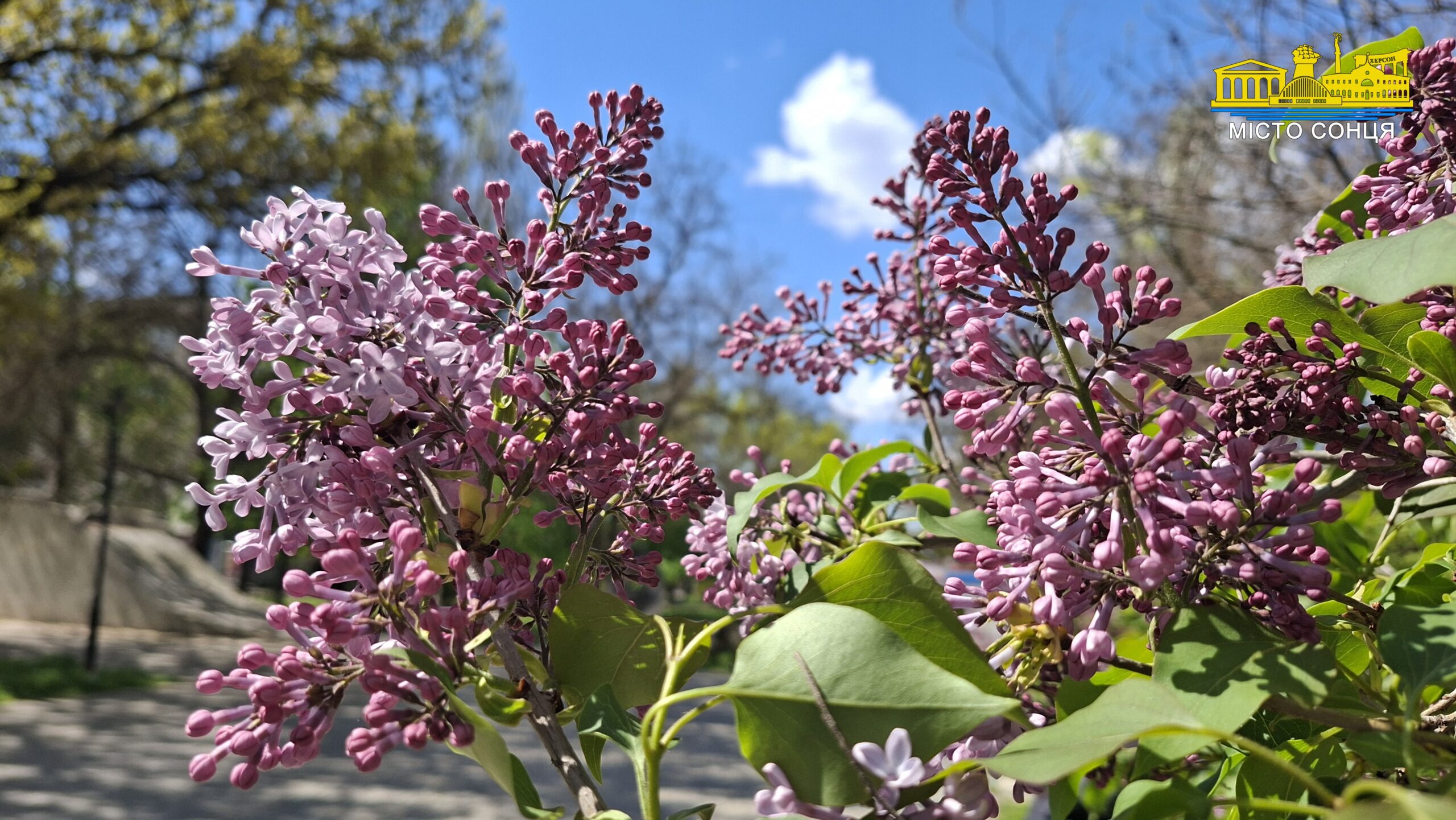 У Херсоні квітне рай-дерево