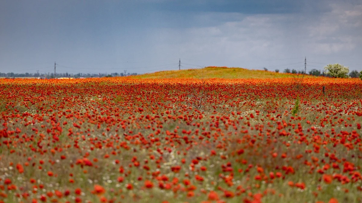 У Херсоні квітнуть дикі маки. ФОТО