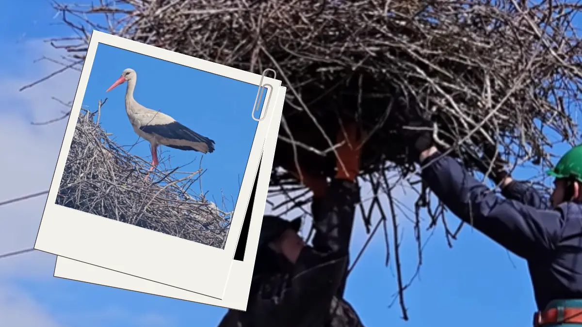 Операція «Лелека»: у Хмельницькому врятували майбутніх пташенят (ВІДЕО)