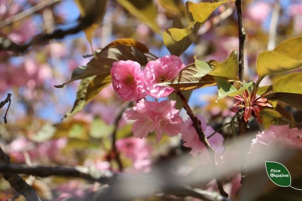 У Черкасах розквітла найстаріша у місті сакура