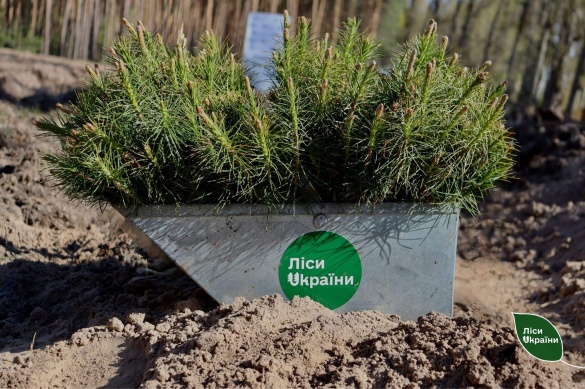 У Черкаській області відновили ліс: сосни і дуби стануть природним …