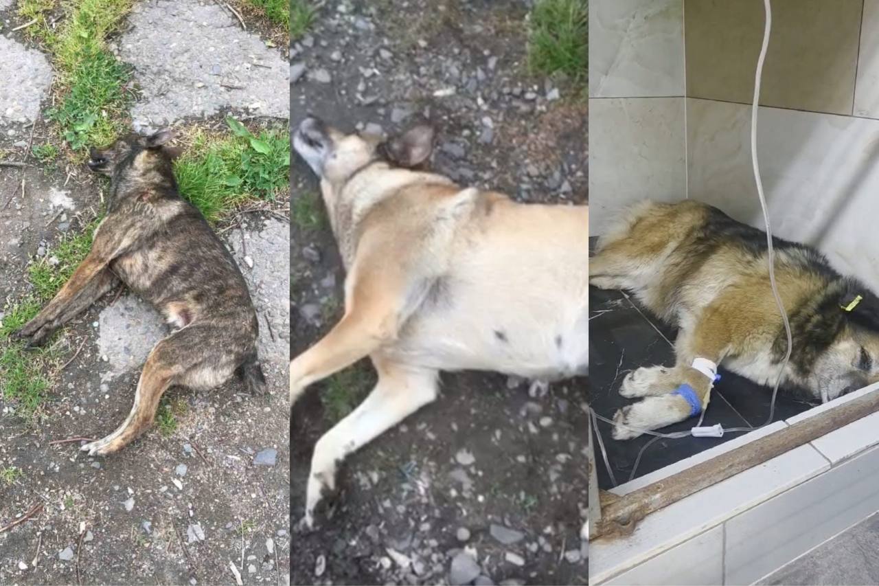 У Чернівцях відкрили кримінальне провадження через отруєння собак у гаражному …