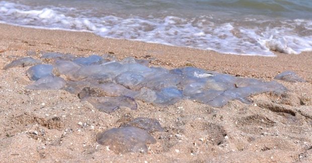 У Чорному морі на Одещині загинули десятки тисяч медуз: що …