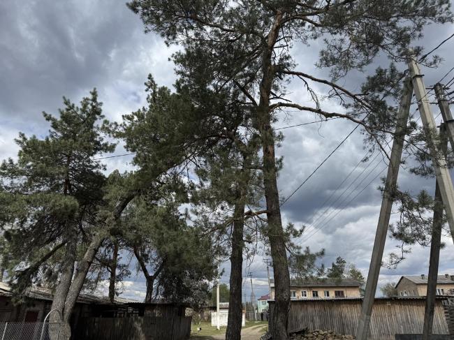 У громаді на Рівненщині планують видалити понад 170 дерев