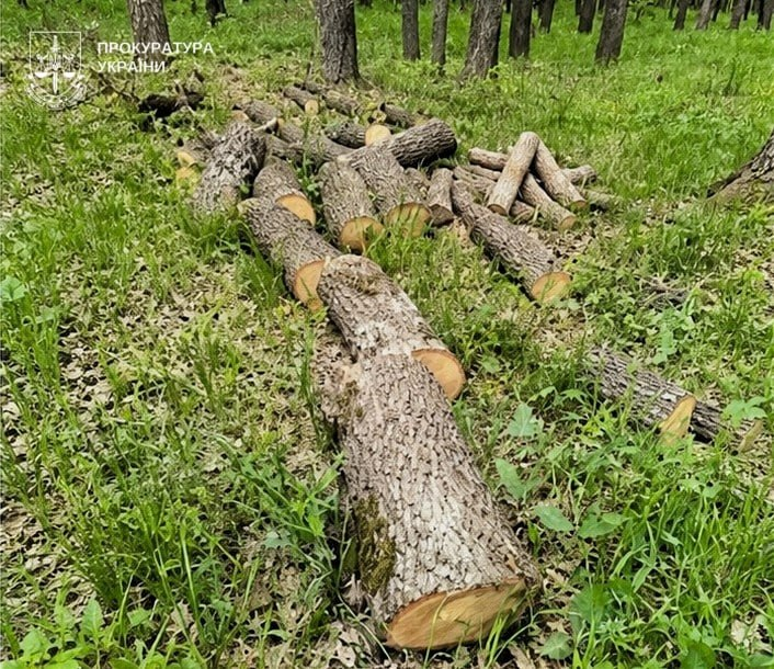 У заповідній зоні Полтавщини вирубали 150 дерев