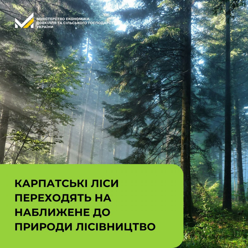 У карпатських лісах протягом року повністю заборонять суцільні рубки - …