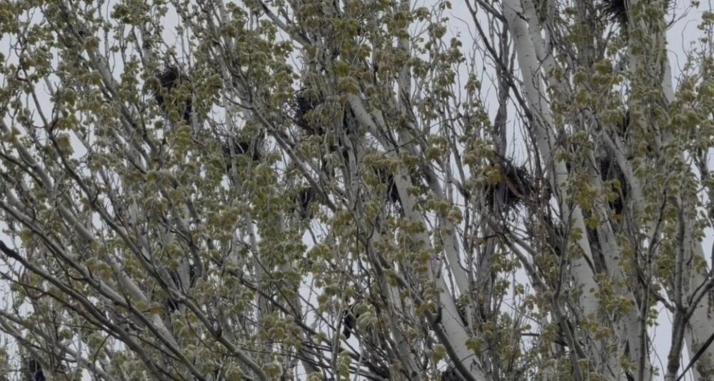 У місті на Дніпропетровщині комунальники зрубали дерева разом із пташиними …