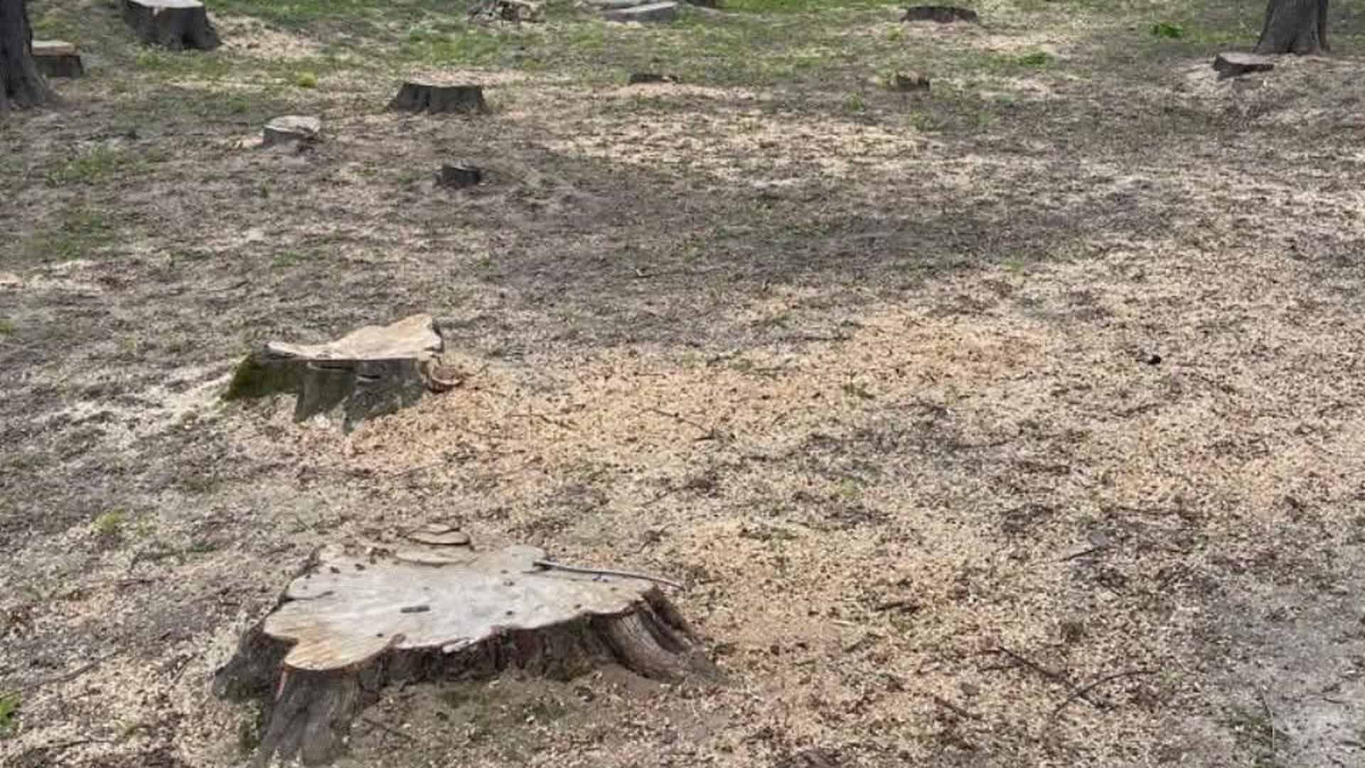 У парку Крюківщини незаконно вирубали 53 дерева