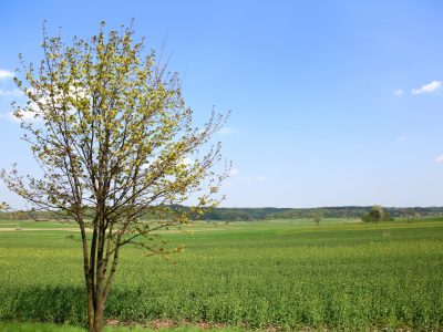 У росіянина забрали землю на Уманщині