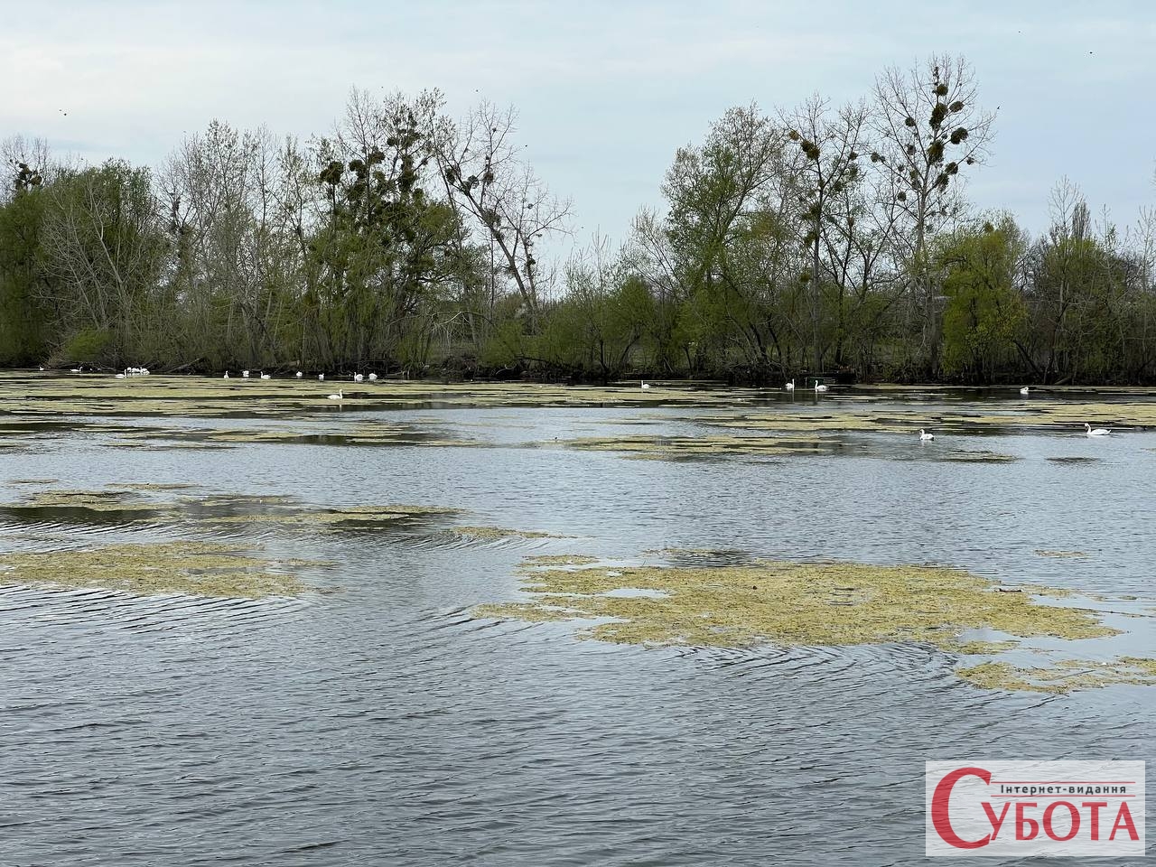 У селищі Червоне Бердичівського району на ставку оселилася зграя з …