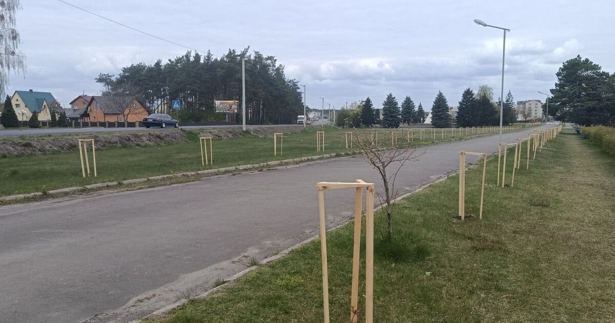 У селищі на Волині висадили 128 каштанів, десятки лип та …