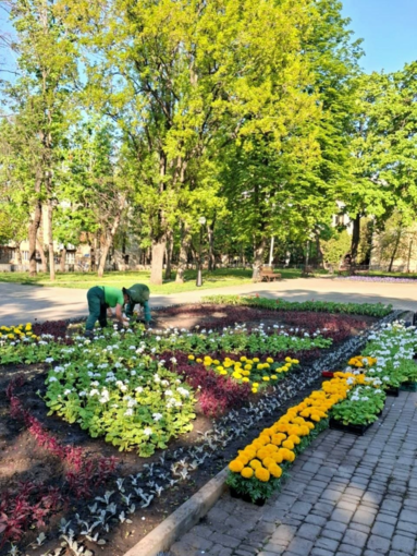 У сквері Кандаурова в Харкові облаштовують квітник