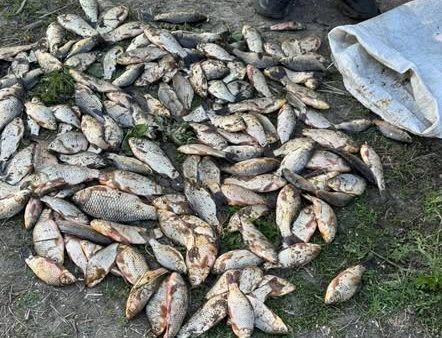 У ставку на Вінниччині викрили браконьєра: сіткою вилов понад 150 …